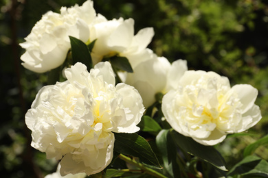 Photo of Closeup view of blooming white peony bush outdoors