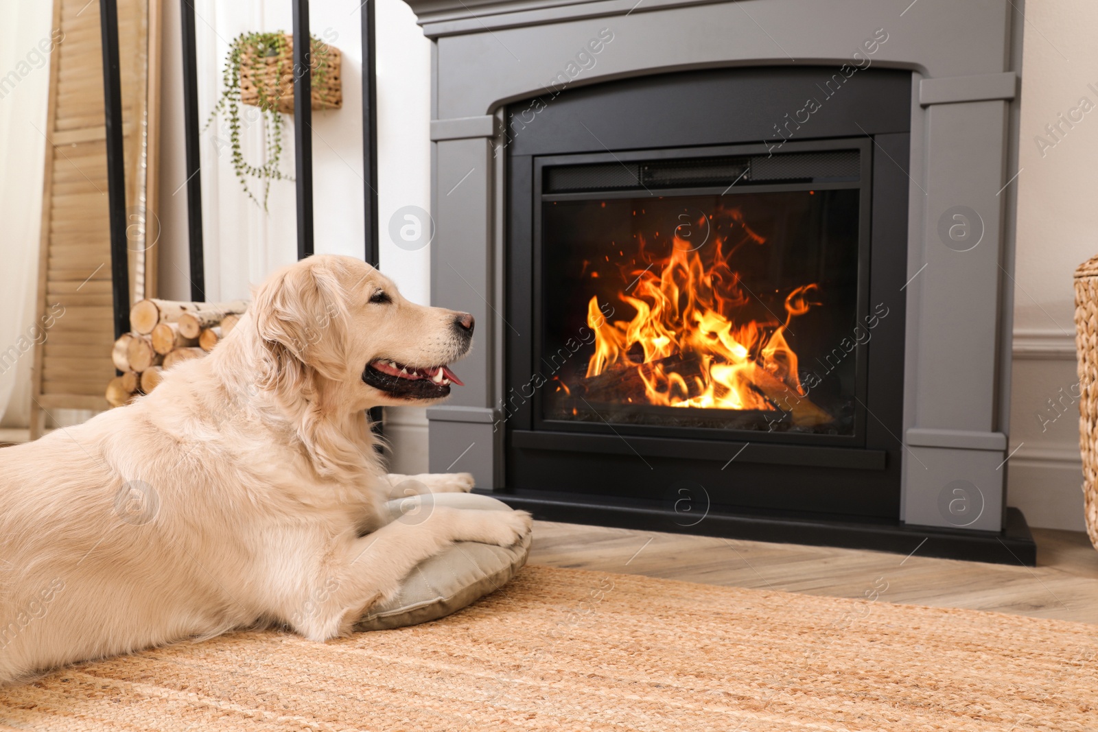 Photo of Adorable Golden Retriever dog on floor near electric fireplace indoors