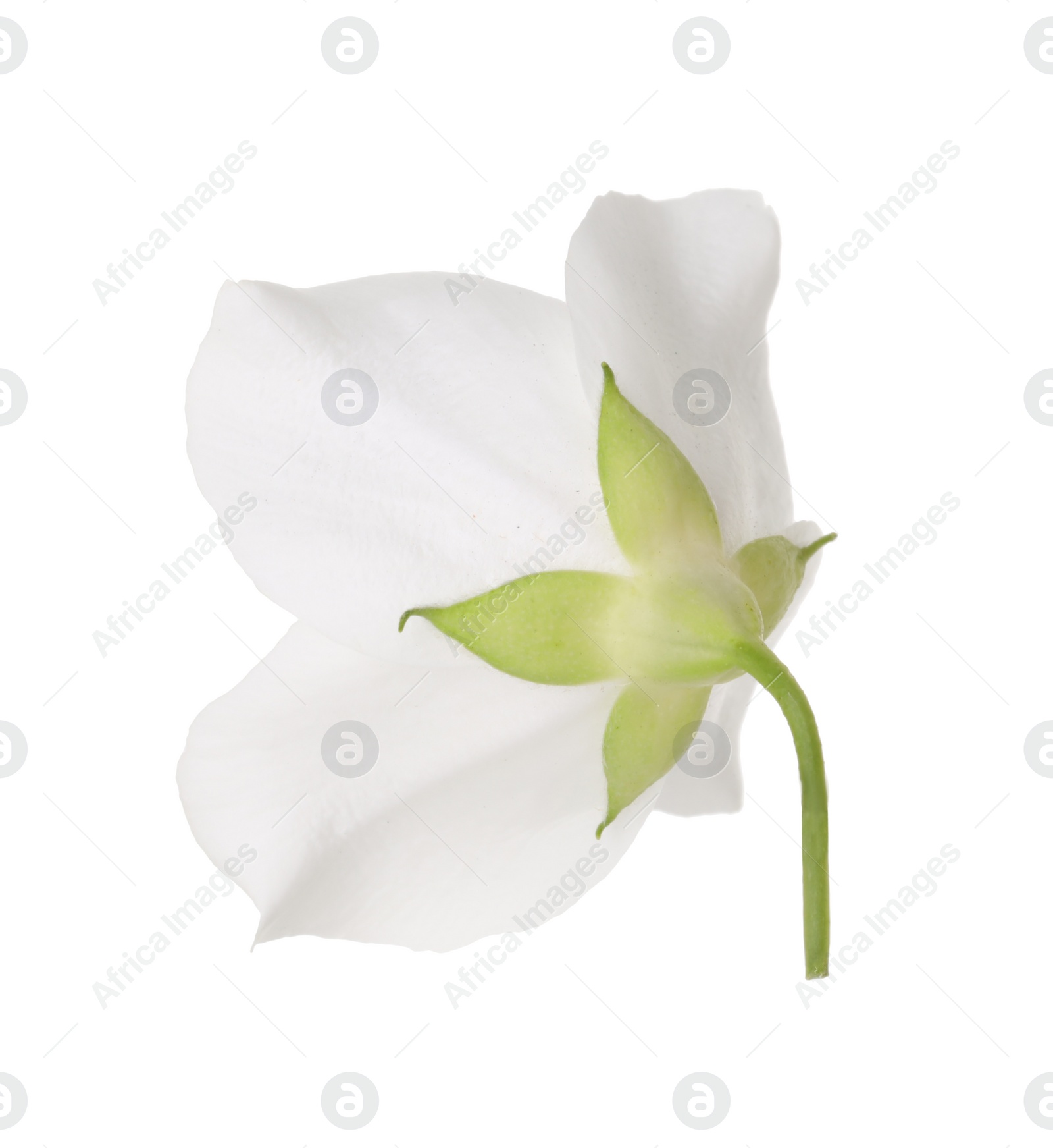 Photo of Beautiful delicate jasmine flower isolated on white