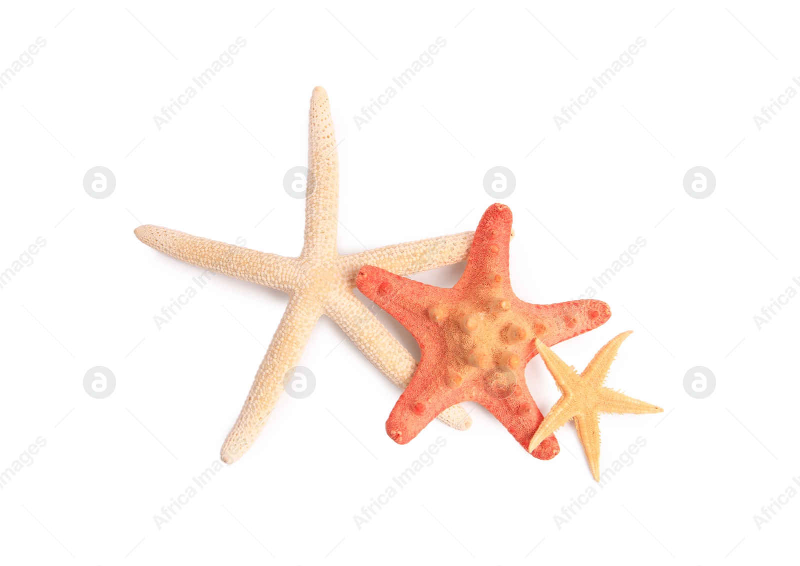 Photo of Many beautiful sea stars (starfishes) isolated on white, top view