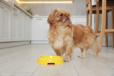 Photo of Cute Pekingese dog near pet bowl in kitchen. Space for text