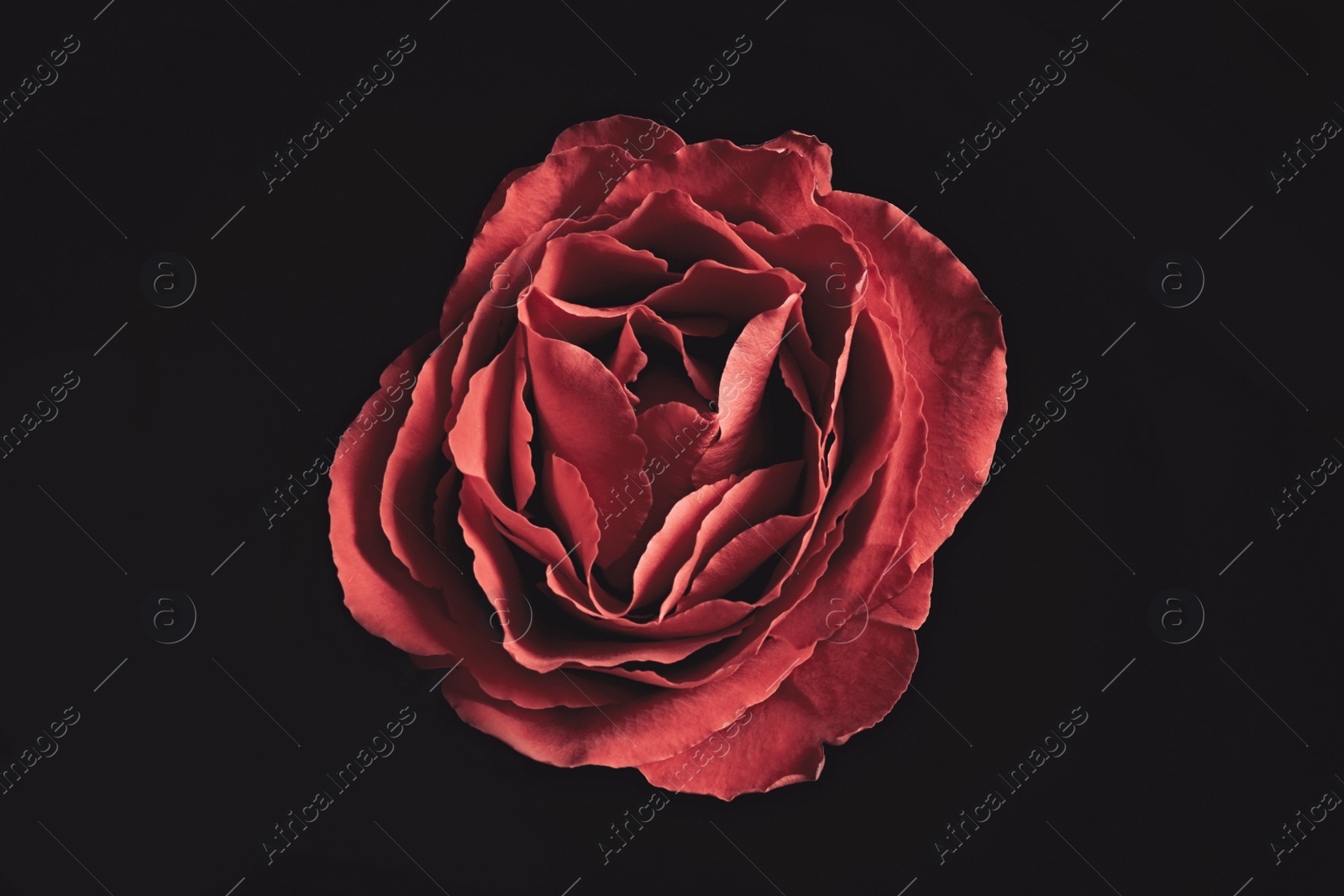 Photo of Beautiful rose on black background. Floral card design with dark vintage effect