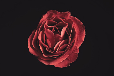 Photo of Beautiful rose on black background. Floral card design with dark vintage effect