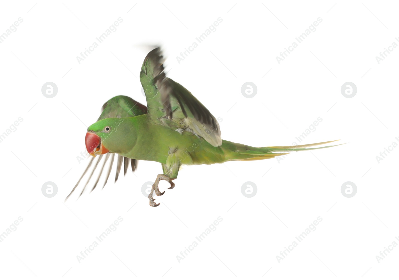 Photo of Beautiful Alexandrine parakeet flying isolated on white