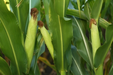 Ripe corn cobs in field on sunny day