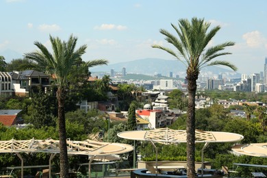 Beautiful palm trees against city view on sunny day