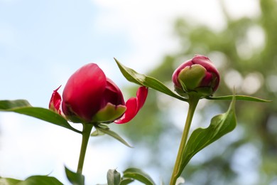 Beautiful burgundy peony buds outdoors, low angle view