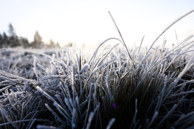 Photo of Grass blades covered with hoarfrost in meadow, closeup