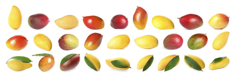 Image of Set of delicious mangoes on white background. Banner design