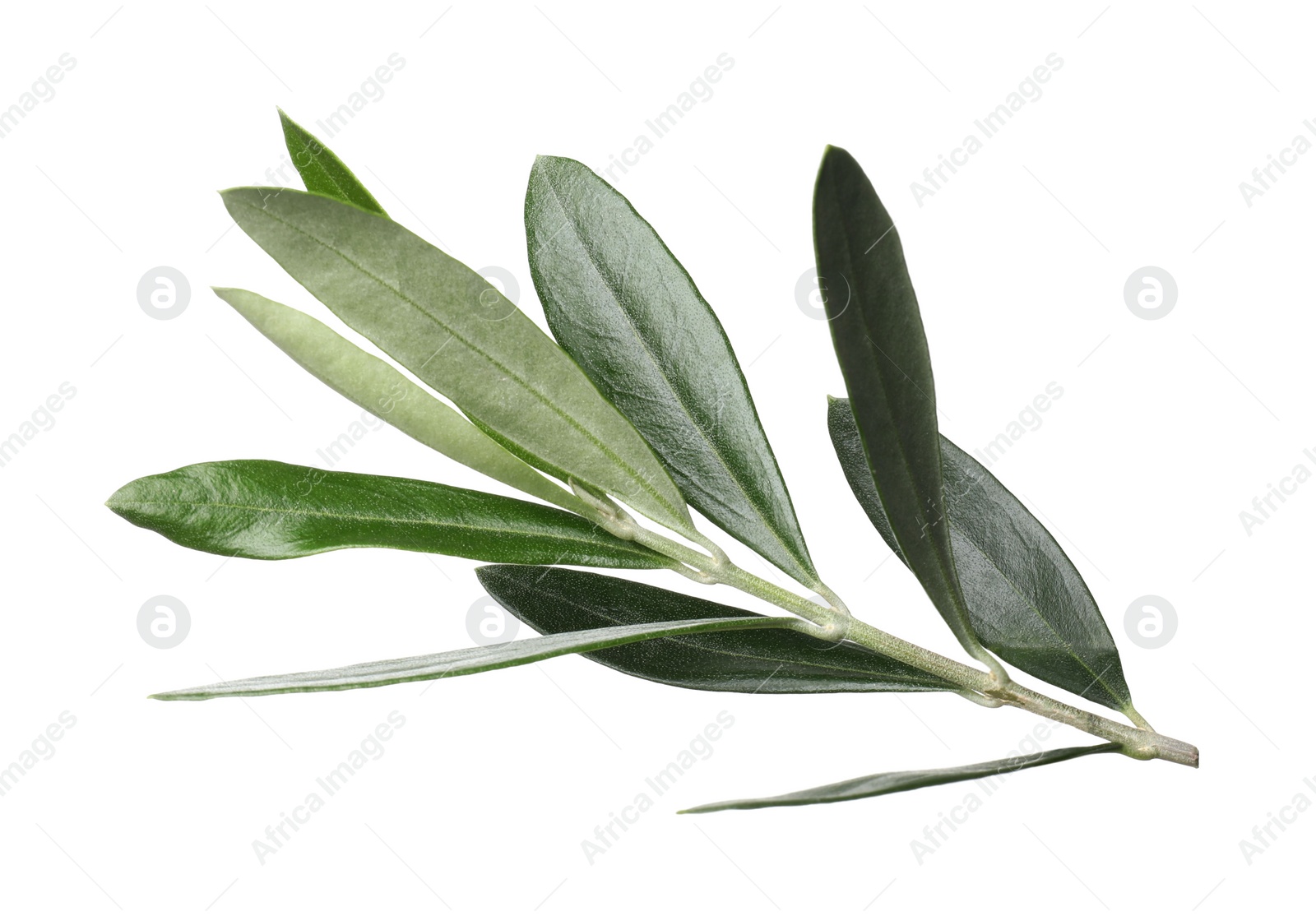 Photo of Olive twig with fresh green leaves on white background