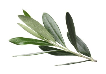 Photo of Olive twig with fresh green leaves on white background