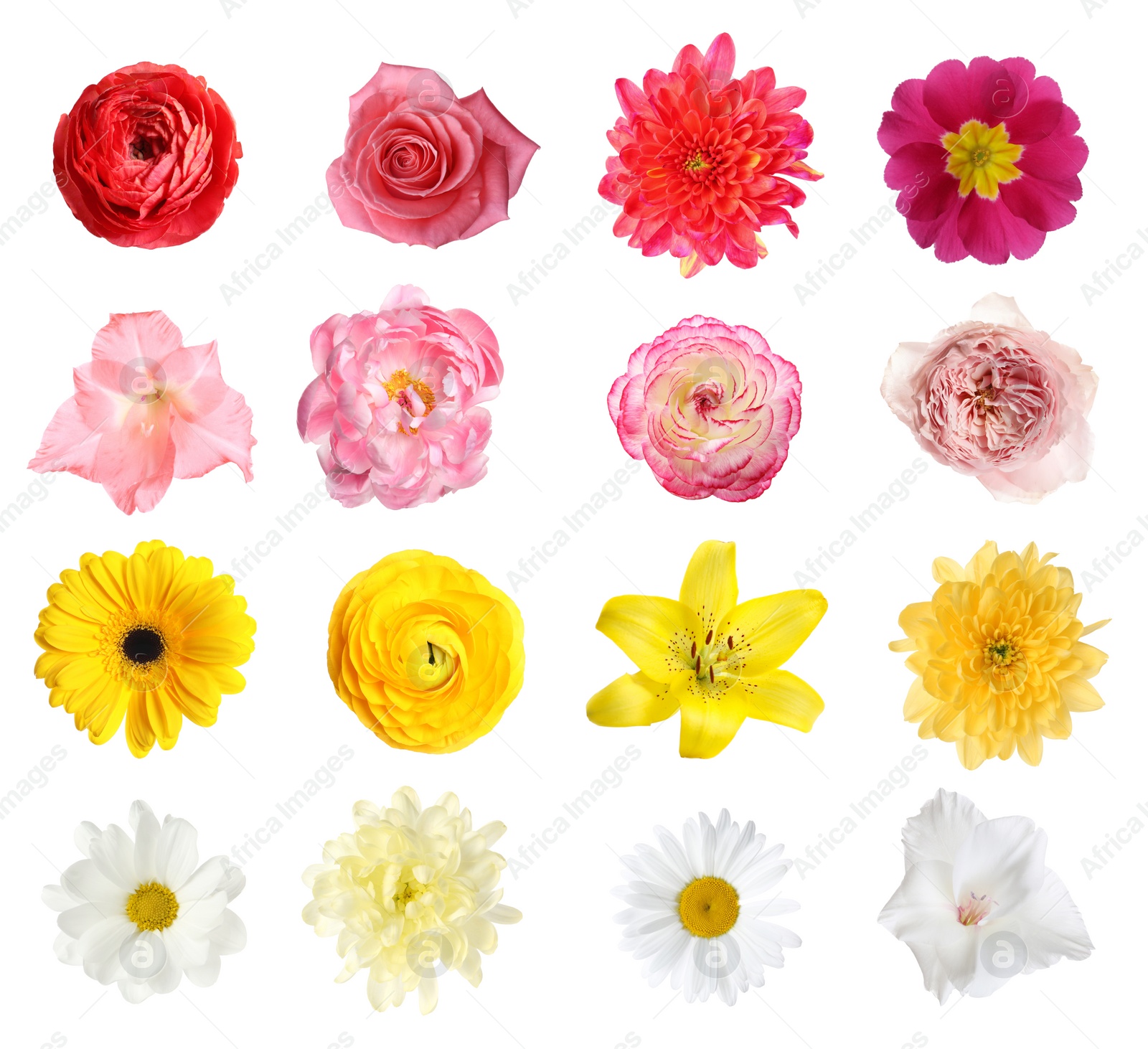 Image of Set of different beautiful flowers on white background