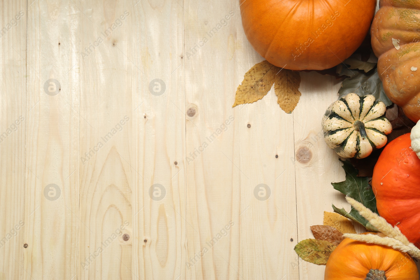 Photo of Thanksgiving day. Flat lay composition with pumpkins and different leaves on light wooden table, space for text