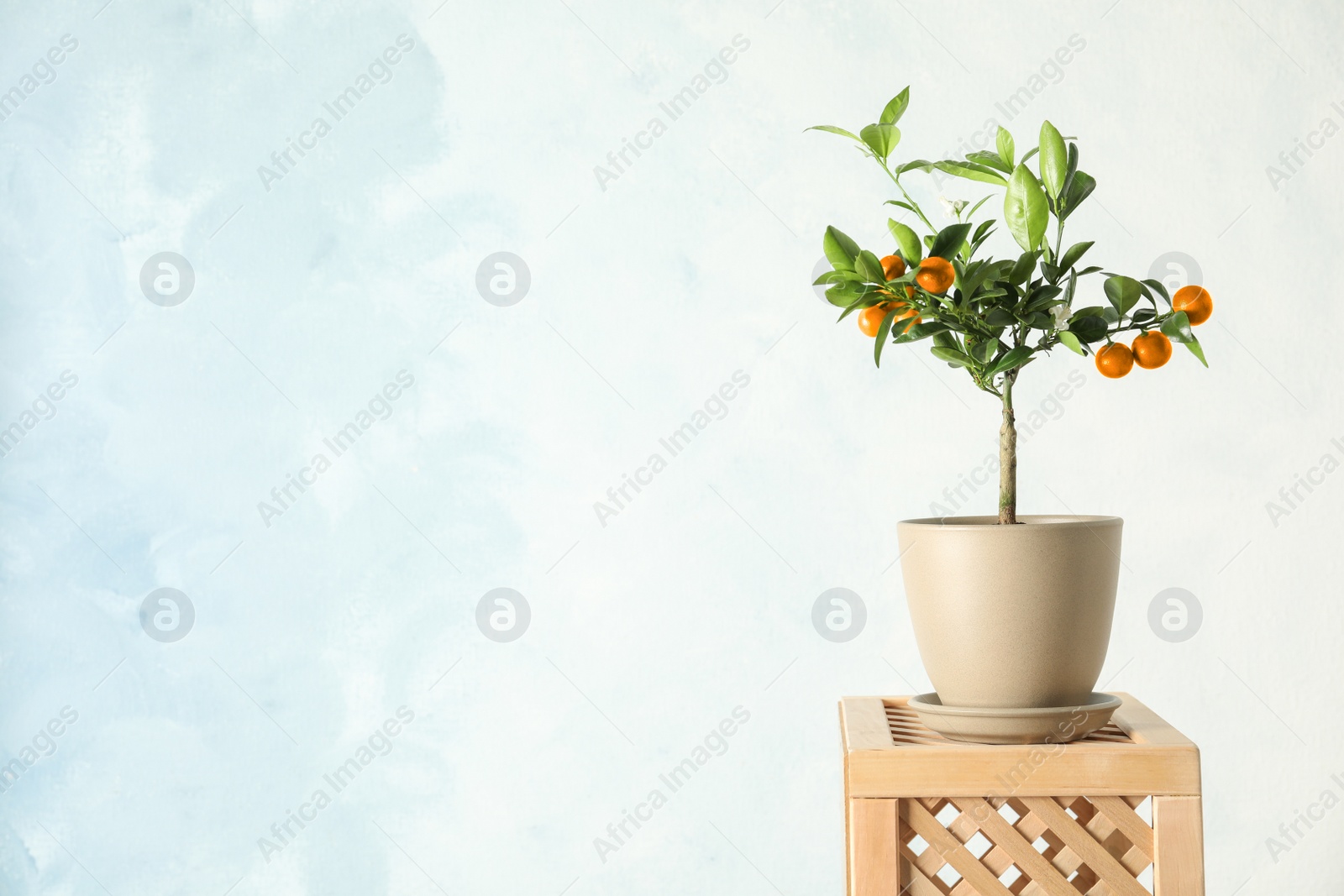 Photo of Citrus tree in pot on crate against color background. Space for text