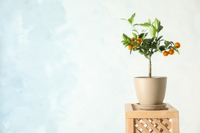 Citrus tree in pot on crate against color background. Space for text