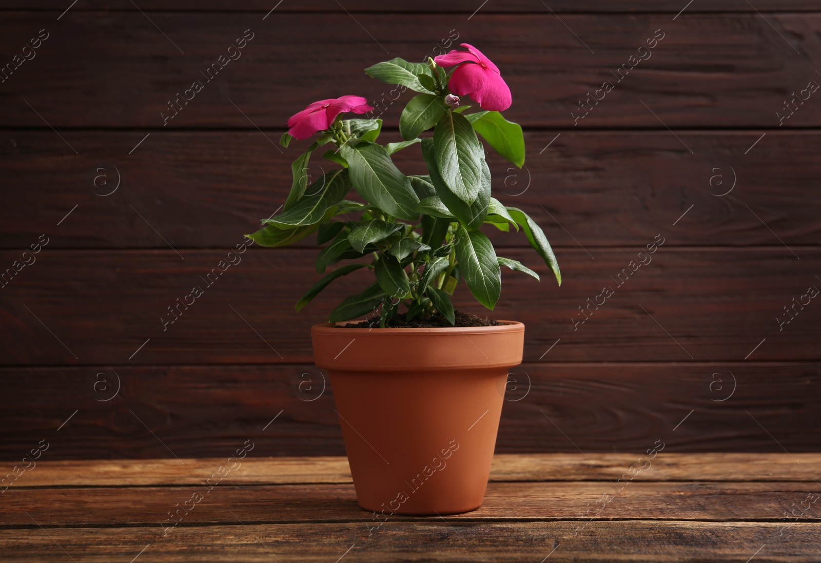 Photo of Beautiful pink vinca flowers in plant pot on wooden table