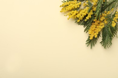 Photo of Beautiful mimosa flowers on beige background, flat lay. Space for text