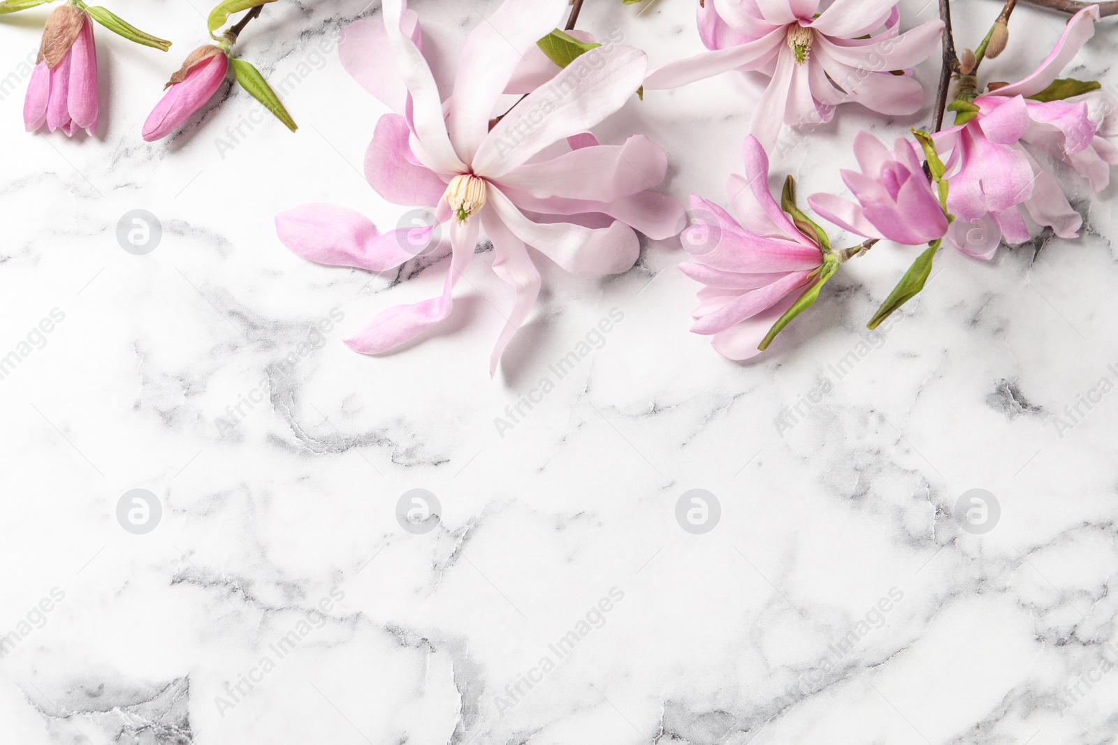 Photo of Magnolia tree branches with beautiful flowers on white marble table, flat lay. Space for text