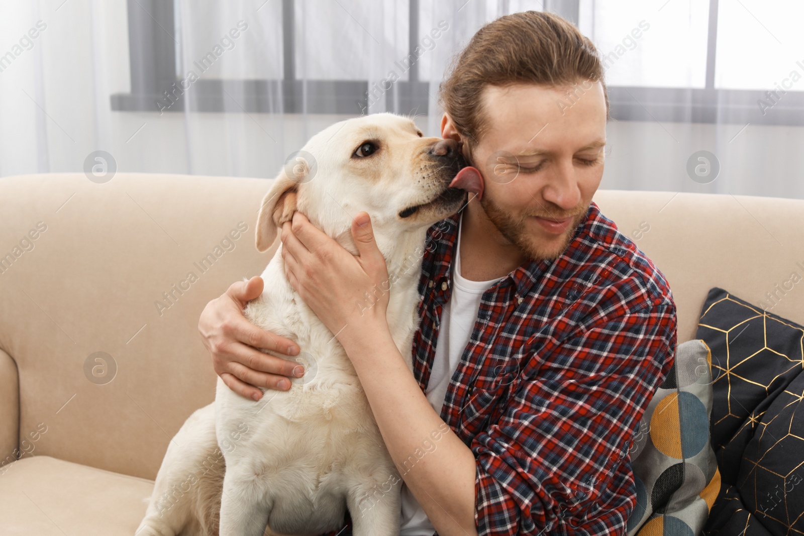 Photo of Adorable yellow labrador retriever with owner on couch indoors