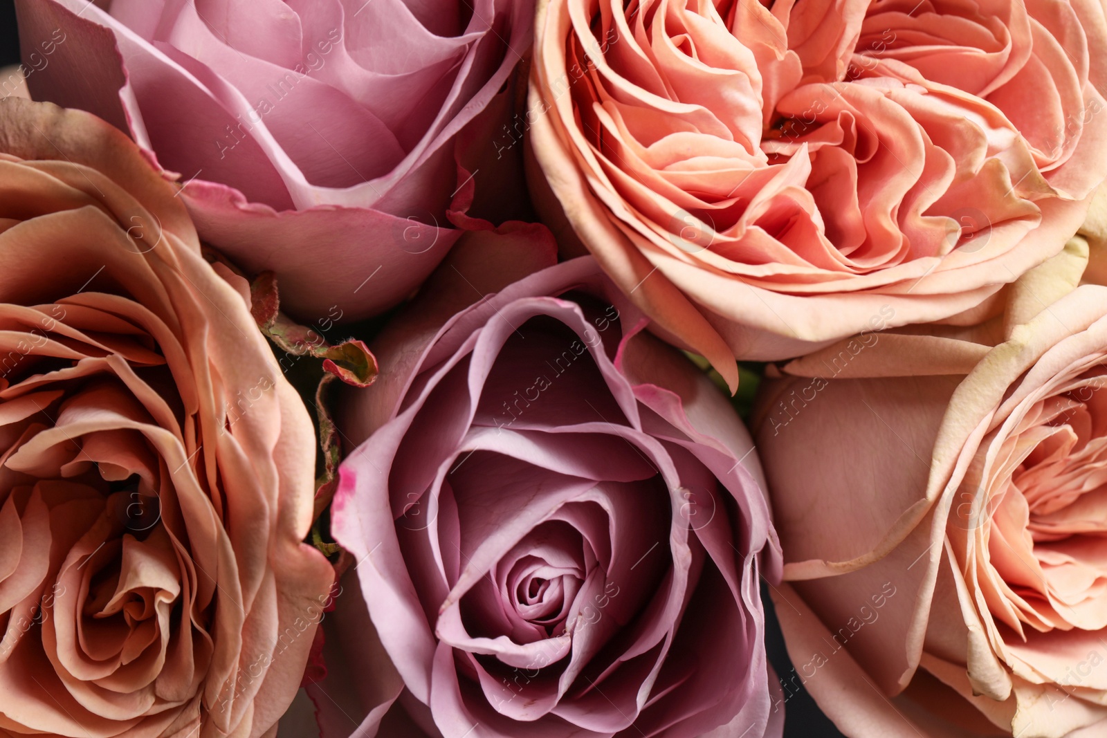 Photo of Beautiful fresh roses as background, closeup view. Floral decor