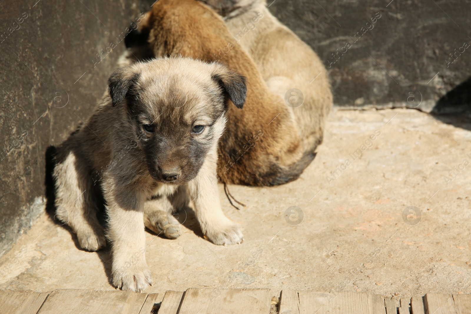 Photo of Stray puppies outdoors on sunny day. Baby animals