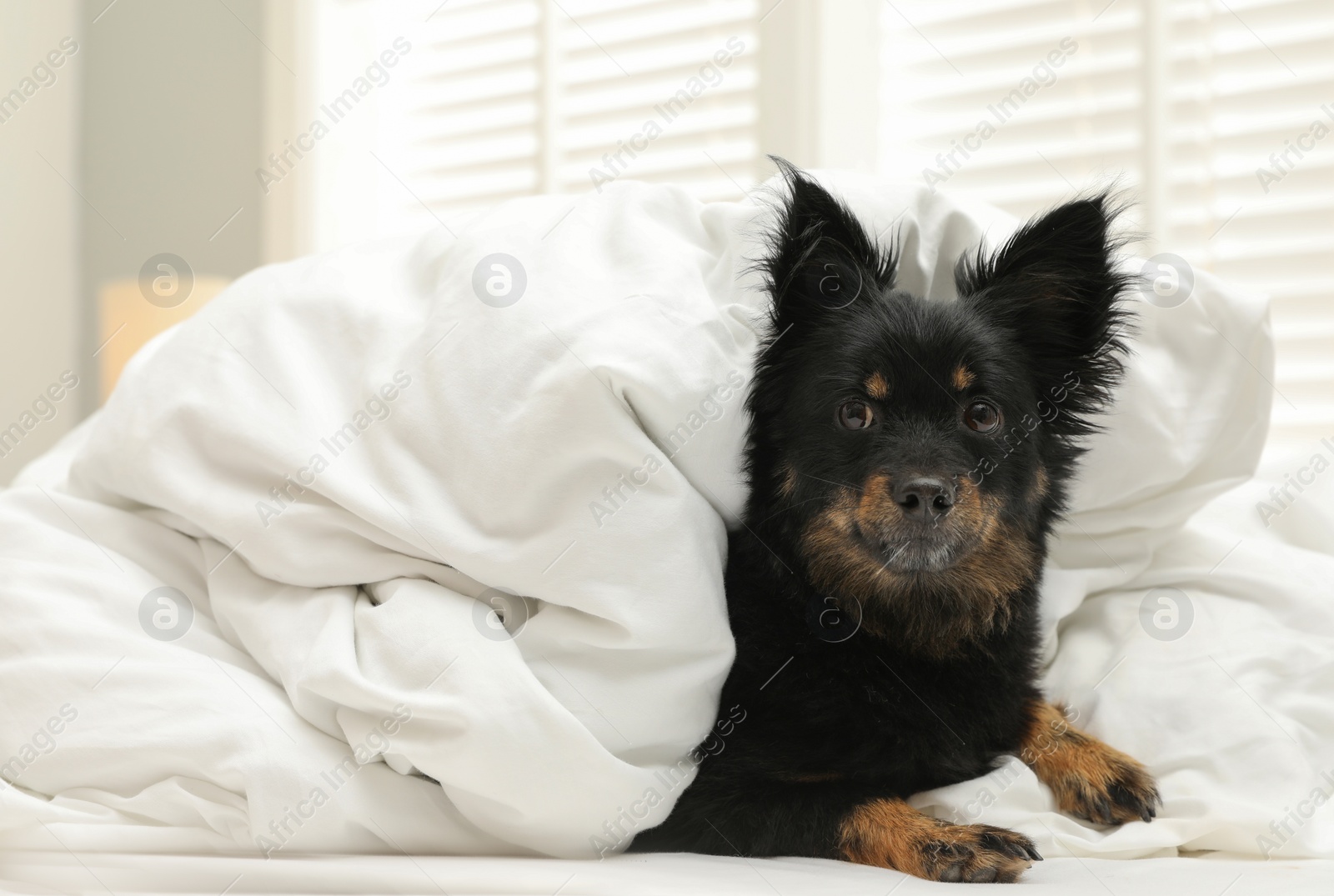 Photo of Adorable dog covered with blanket at home