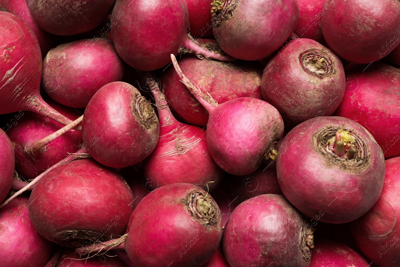 Photo of Pile of red turnips as background, top view