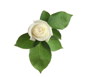 Beautiful rose on white background, top view