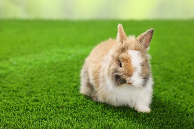 Cute fluffy pet rabbit on green grass. Space for text