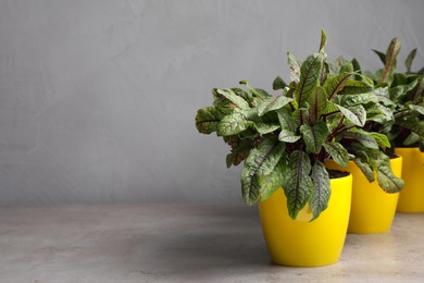 Photo of Sorrel plants in pots on grey table. Space for text