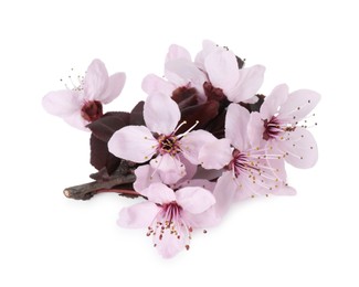 Photo of Beautiful spring tree blossoms isolated on white