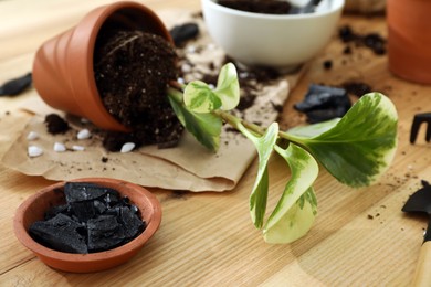 Houseplants and gardening tools on wooden table, closeup