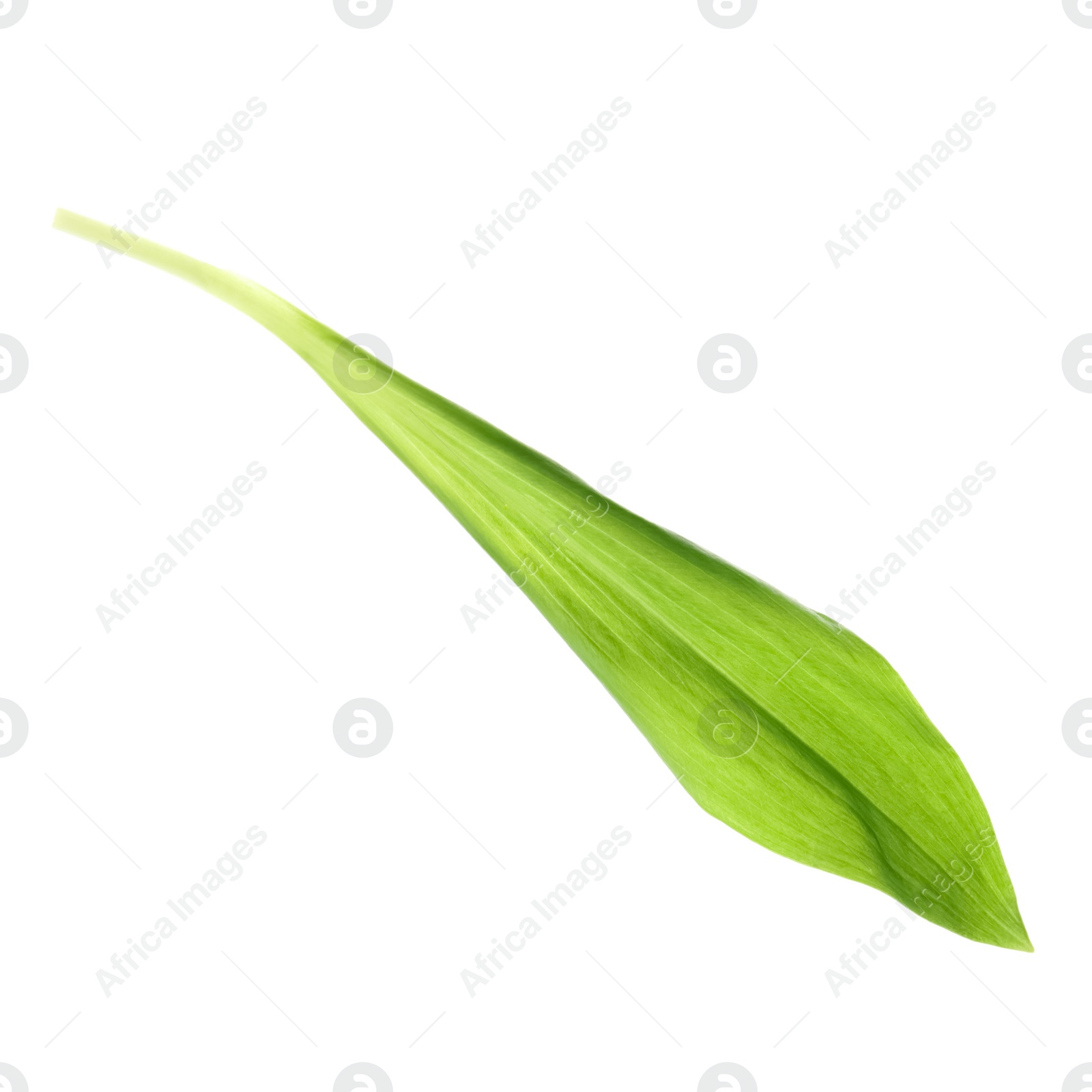 Photo of Leaf of wild garlic or ramson isolated on white