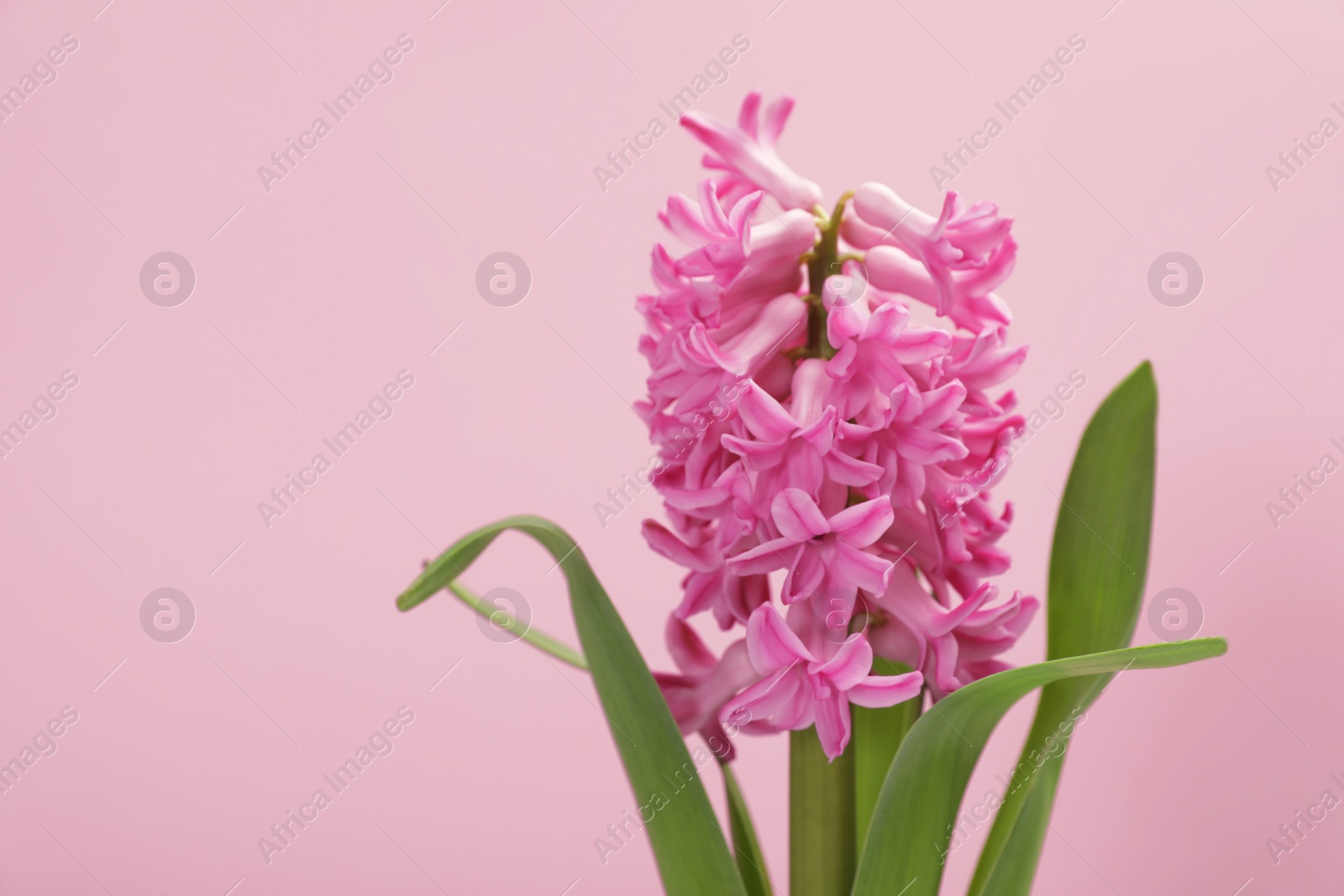 Photo of Beautiful spring hyacinth flower on color background. Space for text