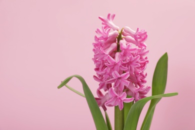 Photo of Beautiful spring hyacinth flower on color background. Space for text