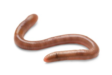 Photo of One earthworm isolated on white. Terrestrial invertebrates
