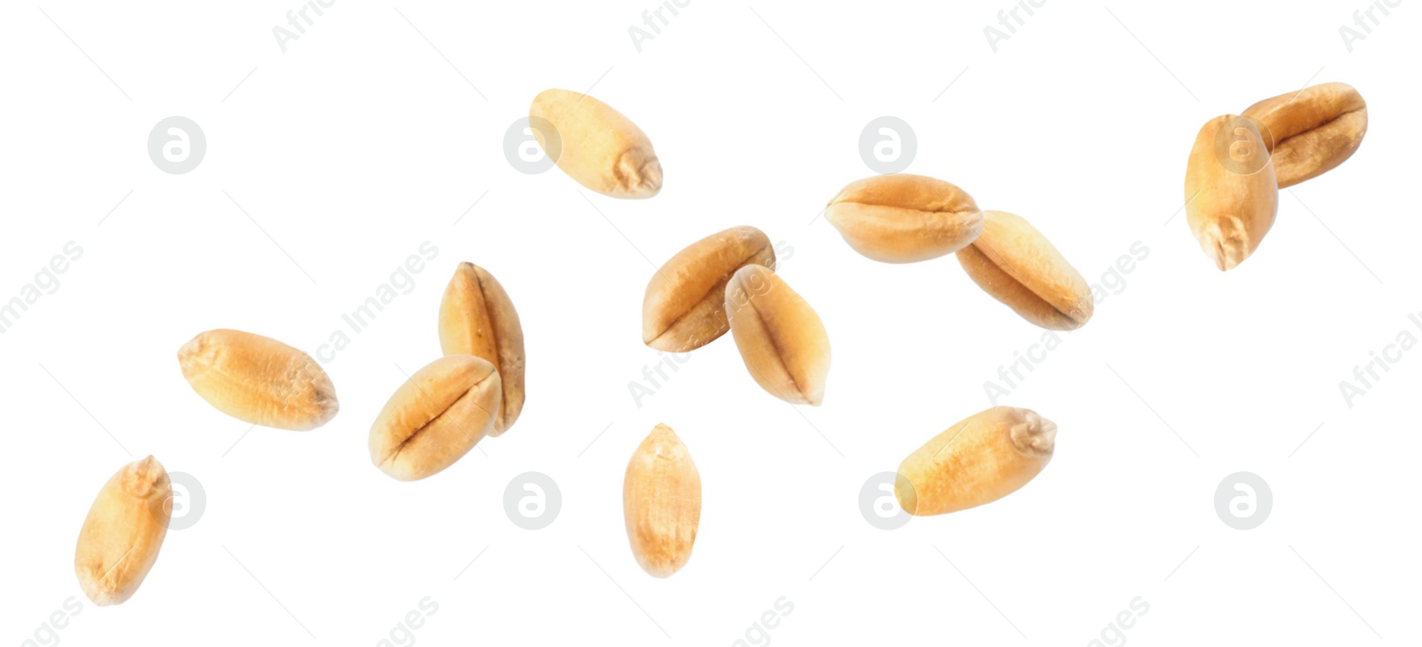 Image of Wheat grains flying on white background. Banner design