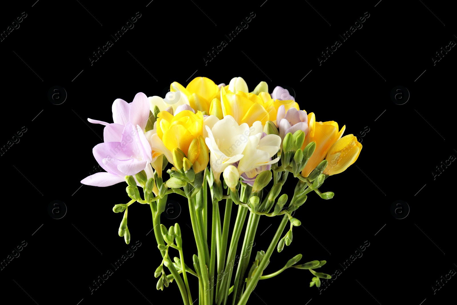 Photo of Bouquet of freesia flowers on black background