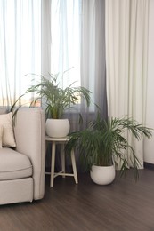 Beautiful houseplants near sofa in living room interior