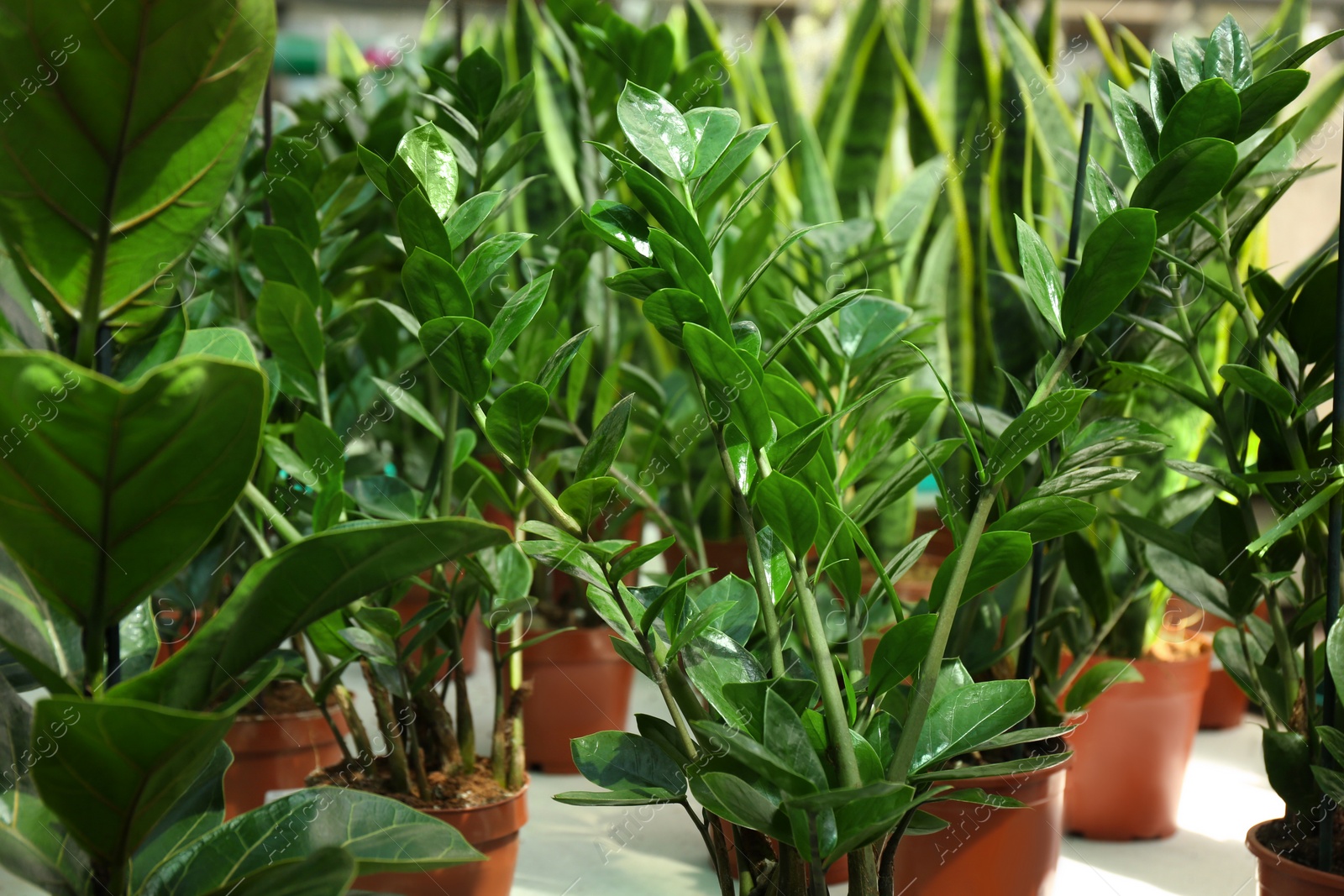 Photo of Many beautiful potted zamioculcas plants in greenhouse