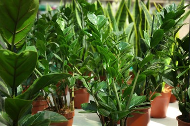 Many beautiful potted zamioculcas plants in greenhouse