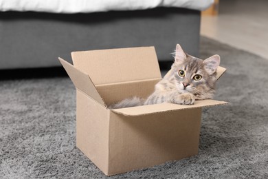 Photo of Cute fluffy cat in cardboard box on carpet at home