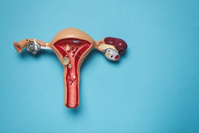 Photo of Model of female reproductive system on light blue background, top view. Space for text