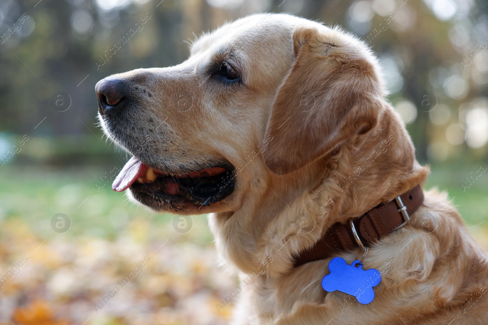 Photo of Cute Labrador Retriever in dog collar with metal tag outdoors