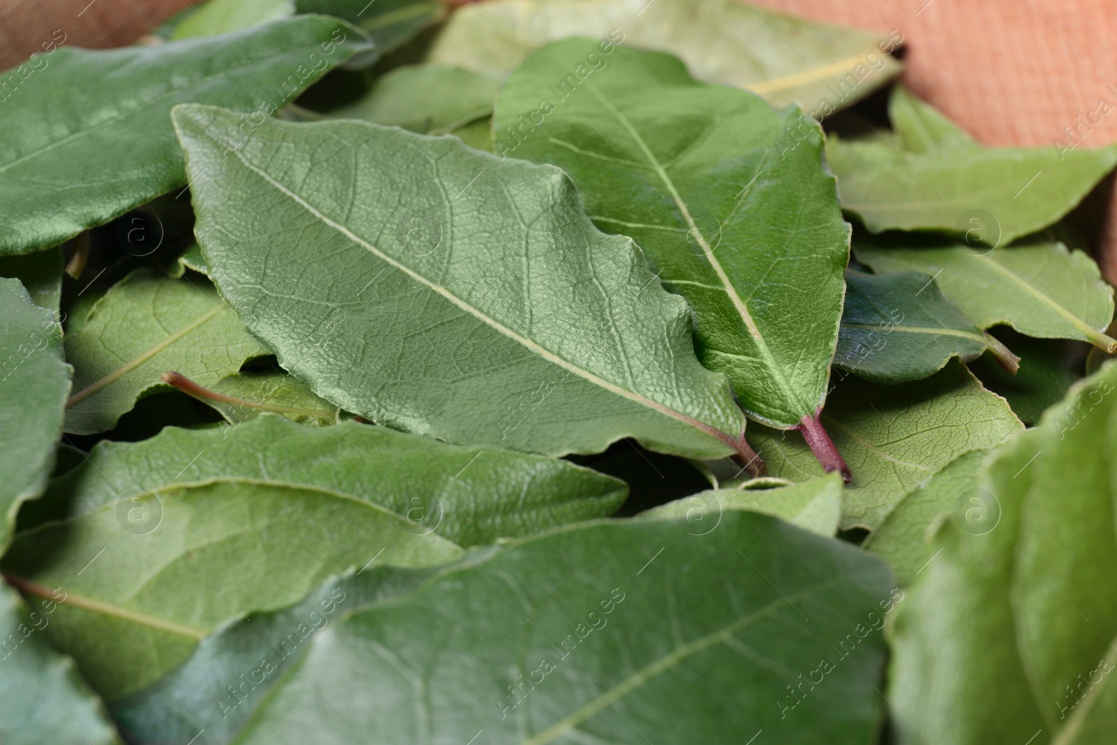 Photo of Many fresh bay leaves, closeup. Spices for cooking