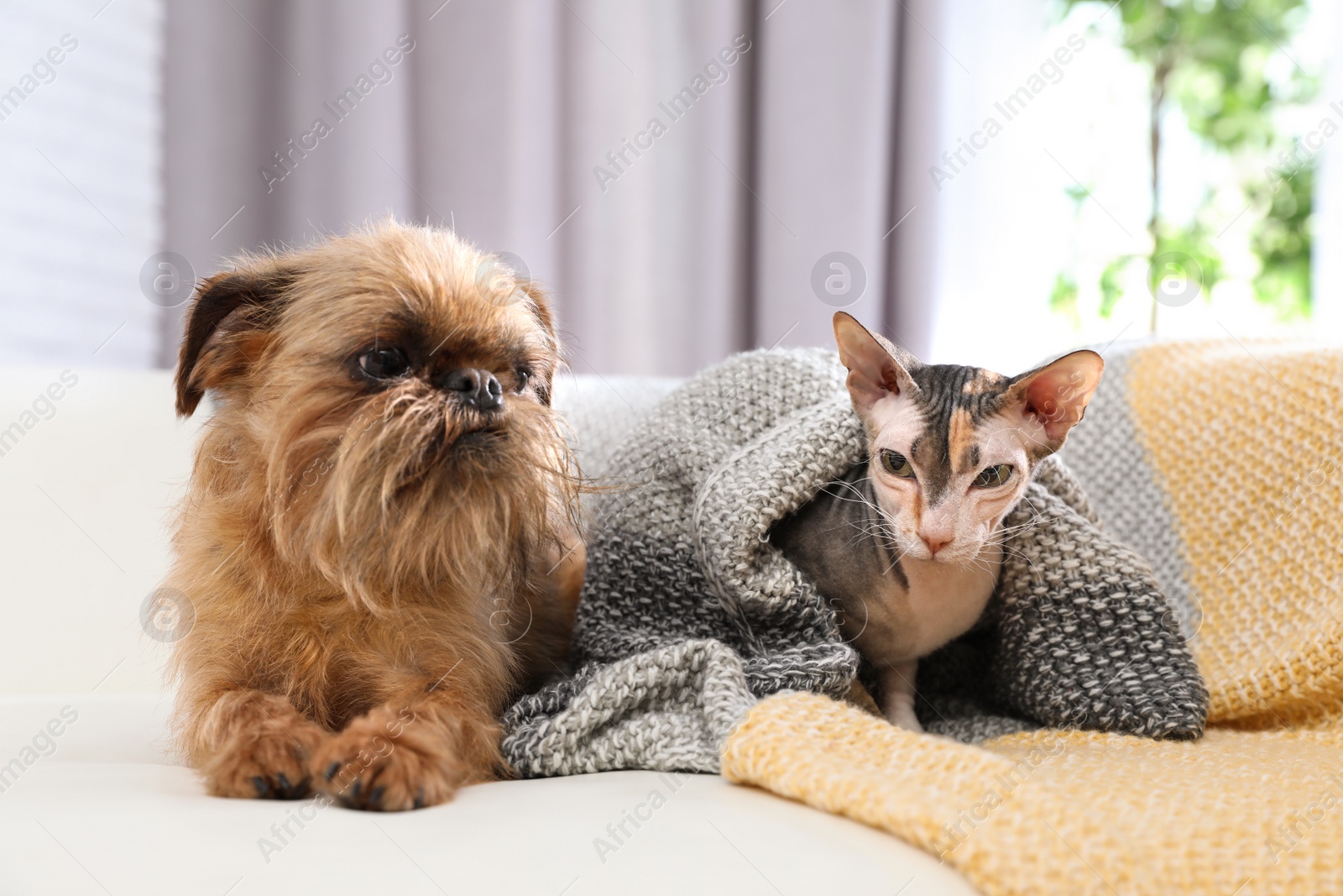 Photo of Adorable dog and cat together on sofa at home. Friends forever