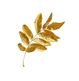 Twig of golden rowan leaves isolated on white. Autumn season