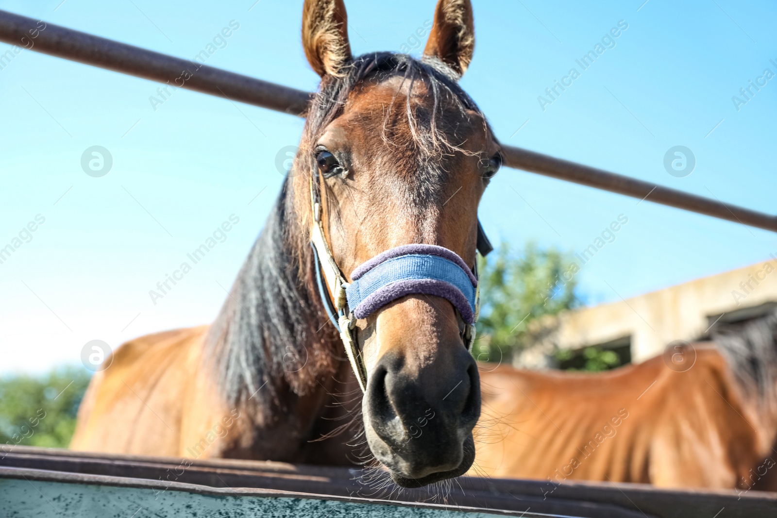 Photo of Chestnut horse at fence outdoors on sunny day, closeup. Beautiful pet