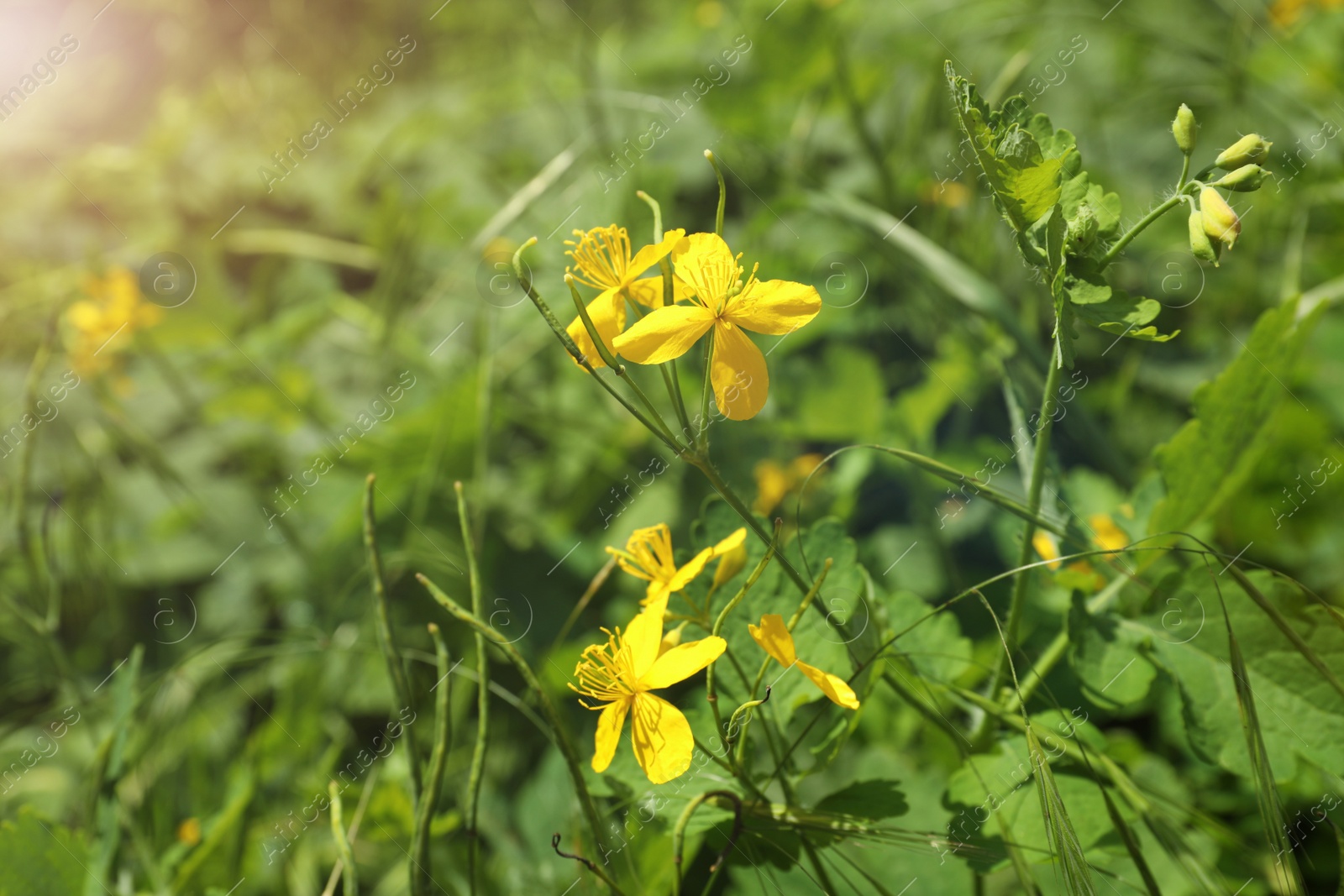 Photo of Celandine plant with yellow flowers and green leaves growing outdoors