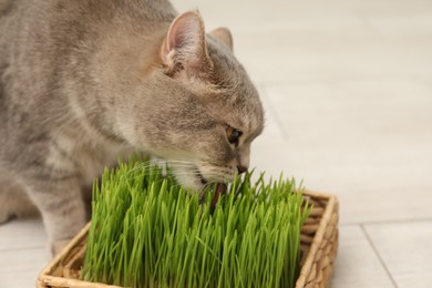 Cute cat eating fresh green grass on floor indoors